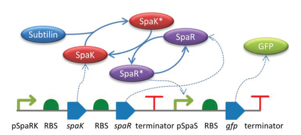 Composable Modular Models for Synthetic Biology