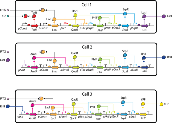 A Converter from the Systems Biology Markup Language to the Synthetic Biology Open Language